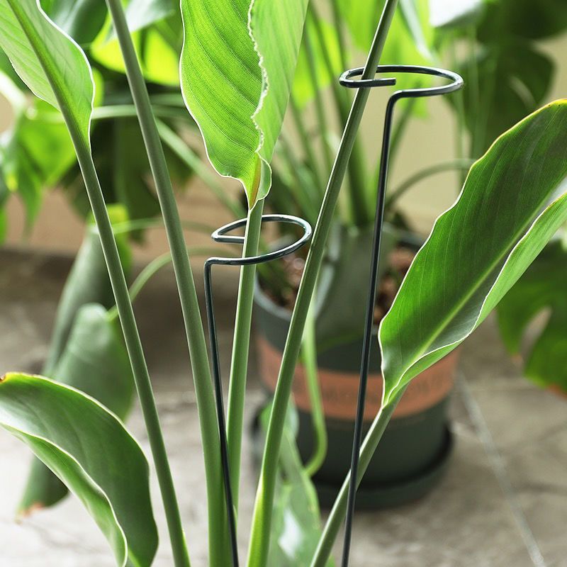 Anillo de estaca de soporte pa - Supply For Florist reseña y precio