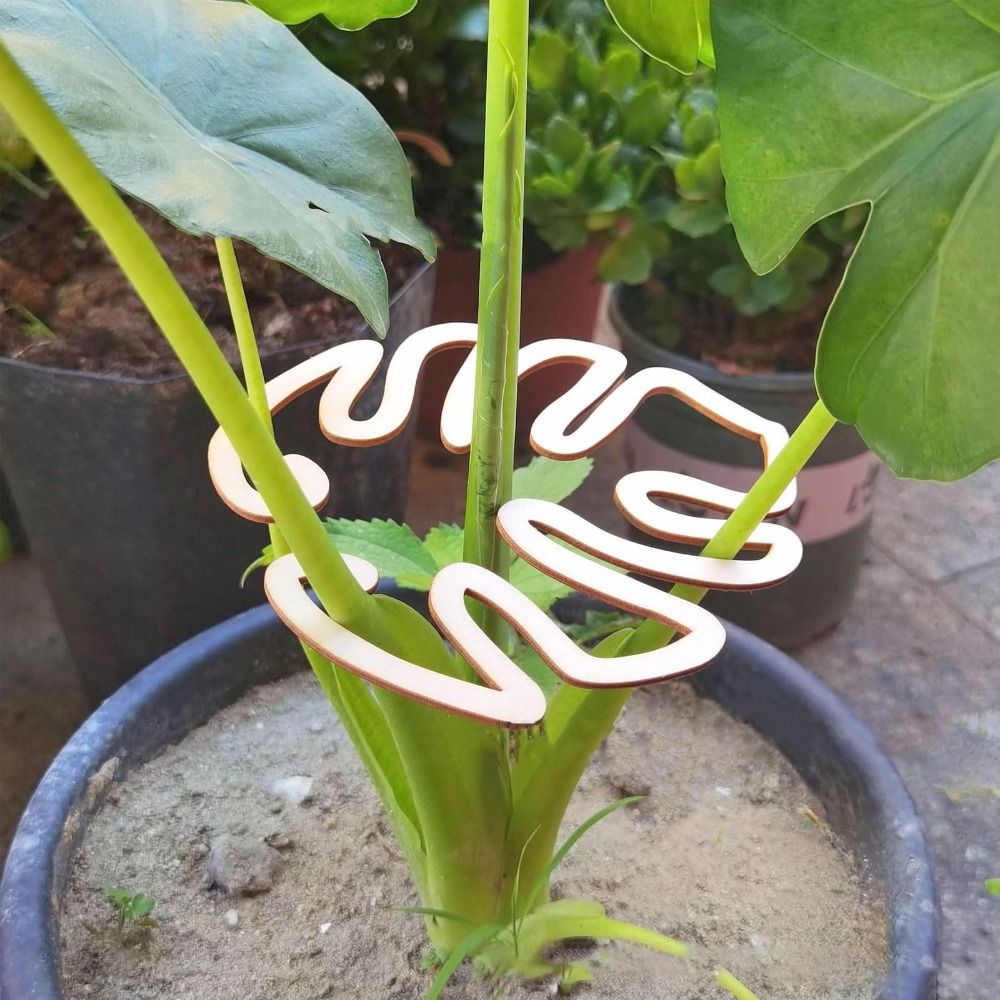 Abrazadera de bambú de concha  - Florist Supply Bulk reseña y precio