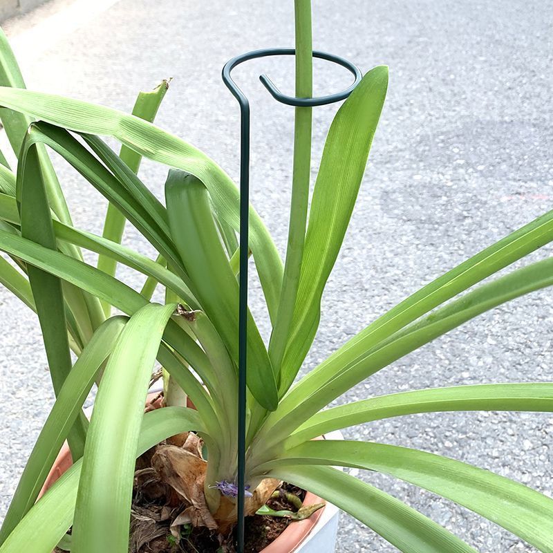 Soporte de arbustos para plant - Supply For Florist reseña y precio